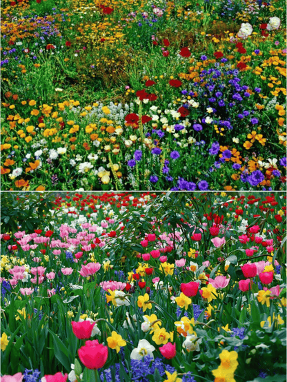 NordicBloom™ – Vibrant Flower Mix with Over 60 Varieties (1000 Seeds)