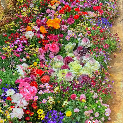 NordicBloom™ – Vibrant Flower Mix with Over 60 Varieties (1000 Seeds)
