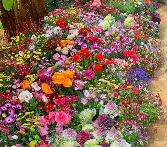 NordicBloom™ – Vibrant Flower Mix with Over 60 Varieties (1000 Seeds)