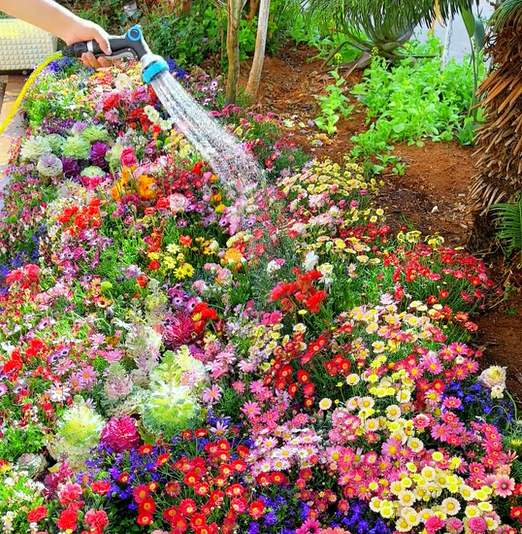 NordicBloom™ – Vibrant Flower Mix with Over 60 Varieties (1000 Seeds)